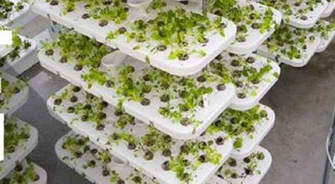 This New Jersey Farm Is Using Cloth And LED Lighting To Grow The Freshest Veggies